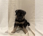 Small Photo #5 German Shepherd Dog Puppy For Sale in WASHOUGAL, WA, USA