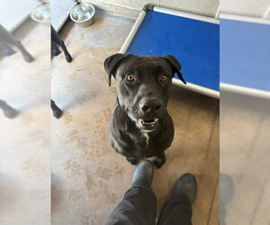 Labrador Retriever-Unknown Mix Dogs for adoption in Burbank, CA, USA