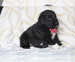 Small Photo #5 Australian Shepherd Puppy For Sale in TERREBONNE, OR, USA