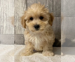 Coton de Tulear-Poodle (Toy) Mix Puppy for sale in SENECA FALLS, NY, USA