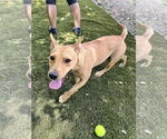 Small #1 Carolina Dog-Staffordshire Bull Terrier Mix