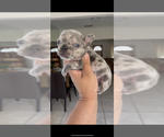 Small Photo #4 French Bulldog Puppy For Sale in CHINO, CA, USA