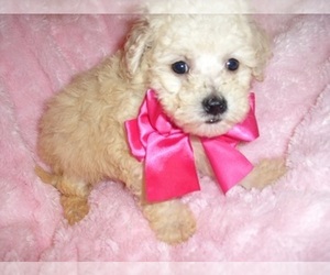Maltipoo Puppy for Sale in JACKSON, Mississippi USA