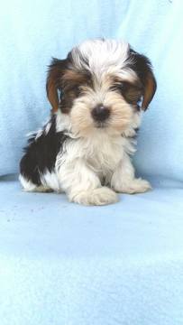 Medium Photo #1 Yorkshire Terrier Puppy For Sale in LANCASTER, PA, USA