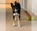 Small #27 Border Collie