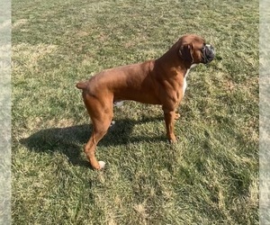 Father of the Boxer puppies born on 06/14/2025