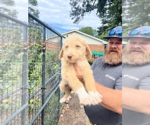 Labradoodle mix (+ Poodle Standard) Puppy for Sale in JACKSONVILLE, North Carolina USA
