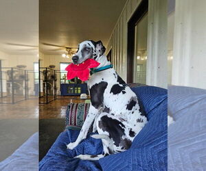 Great Dane Dogs for adoption in Bullard, TX, USA