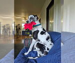 Small Great Dane