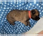 Small Photo #237 Belgian Malinois Puppy For Sale in REESEVILLE, WI, USA