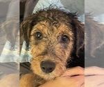 Small Photo #5 Airedale Terrier Puppy For Sale in HAMPTON, GA, USA