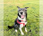 Small #42 Border Collie