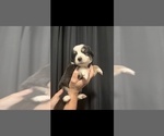 Small #1 Australian Shepherd
