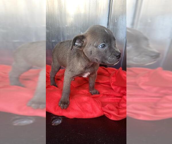 Medium Photo #1 Labrador Retriever-Unknown Mix Puppy For Sale in San Antonio, TX, USA