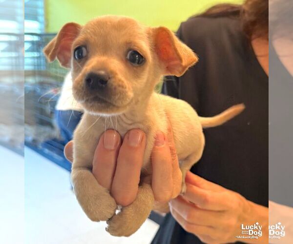 Medium Photo #6 Chihuahua-Unknown Mix Puppy For Sale in Washington, DC, USA