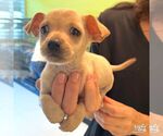 Small #5 Chihuahua Mix