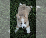 Small Photo #3 Pembroke Welsh Corgi Puppy For Sale in ELKTON, KY, USA