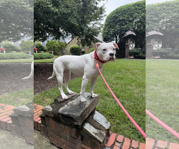 Medium Photo #3 American Pit Bull Terrier Puppy For Sale in Berkeley, CA, USA