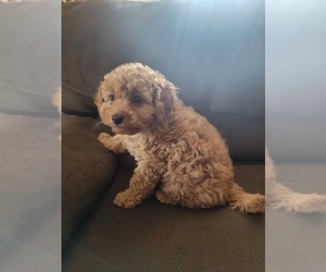 Cavapoo Puppy for sale in DUBUQUE, IA, USA