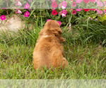 Small #5 Cocker Spaniel
