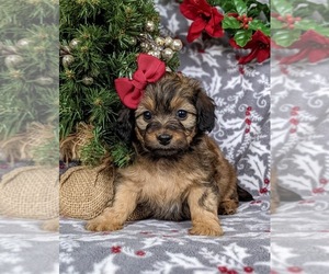 Goldendoodle-Jack Russell Terrier Mix Puppy for sale in NOTTINGHAM, PA, USA