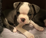 Puppy Cindy Lu Boston Terrier