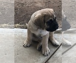 Small Photo #4 Mastiff Puppy For Sale in LAKEPORT, CA, USA