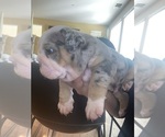 Small Photo #6 English Bulldog Puppy For Sale in SANTA CLARITA, CA, USA
