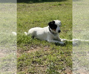 Australian Shepherd-Jack Russell Terrier Mix Dogs for adoption in Milner, GA, USA