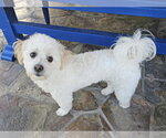 Small #5 Maltese