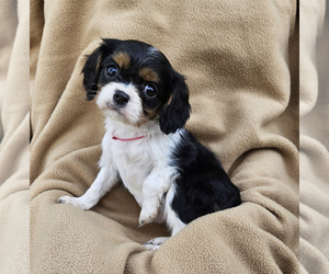 Cavalier King Charles Spaniel Puppy for sale in MONTEZUMA, GA, USA