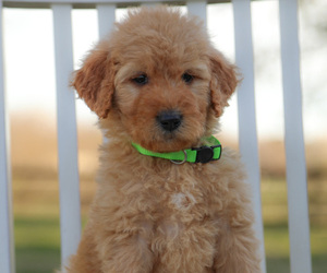 Goldendoodle Puppy for sale in FREDONIA, KY, USA