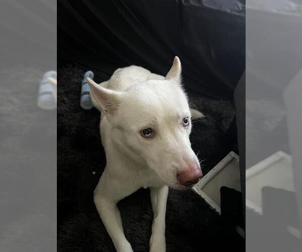 Medium Photo #1 German Shepherd Dog-Huskies  Mix Puppy For Sale in San Antonio, TX, USA