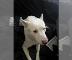 German Shepherd Dog-Huskies Mix Dogs for adoption in San Antonio, TX, USA