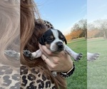 Small #1 Treeing Walker Coonhound