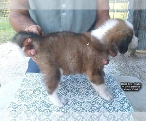 Great Bernese Puppy for sale in HOPKINSVILLE, KY, USA