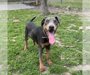 Doberman Pinscher-Unknown Mix Dogs for adoption in Conroe, TX, USA