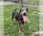 Small Doberman Pinscher Mix