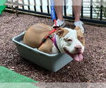 Small #11 American Pit Bull Terrier Mix