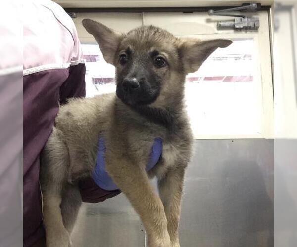 Medium Photo #3 German Shepherd Dog-Unknown Mix Puppy For Sale in Riverside, CA, USA