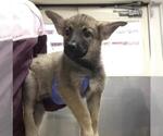 Small #2 German Shepherd Dog Mix