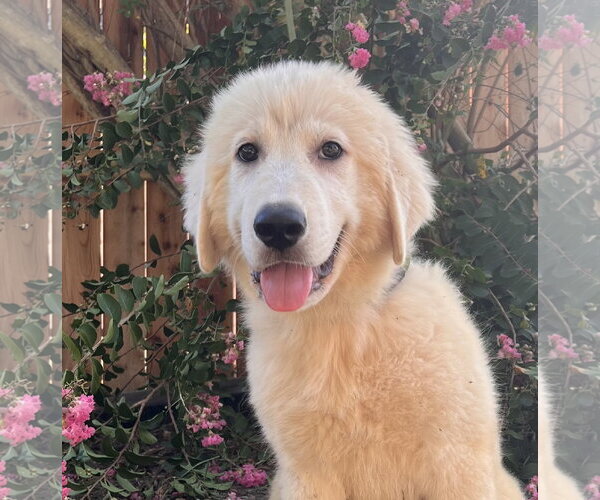 Medium Photo #3 Great Pyrenees Puppy For Sale in Spring, TX, USA
