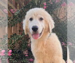 Small #2 Great Pyrenees