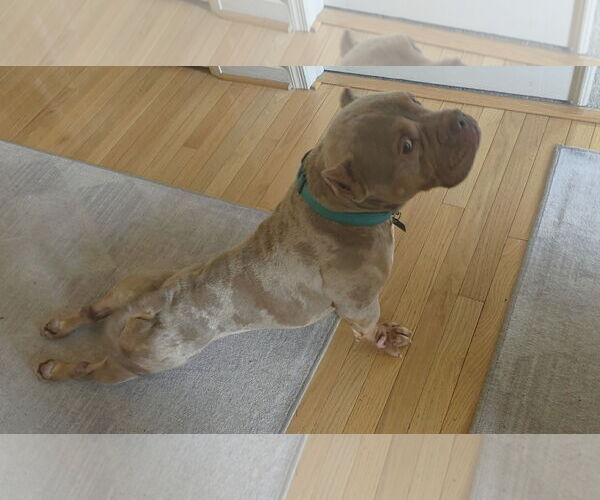 Medium Photo #6 Mutt Puppy For Sale in Spotsylvania, VA, USA