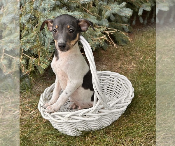 Medium Photo #3 Rat Terrier Puppy For Sale in MIDDLEBURY, IN, USA