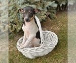 Small #2 Rat Terrier