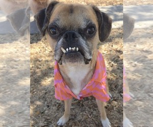 Nash - Male Boston Terrier-Boxer Mix Dog for Adoption - Photo #7