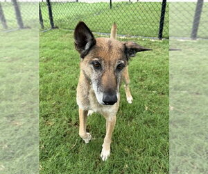 Celia - Located in PA - Female Mutt Dog for Adoption - Photo #4