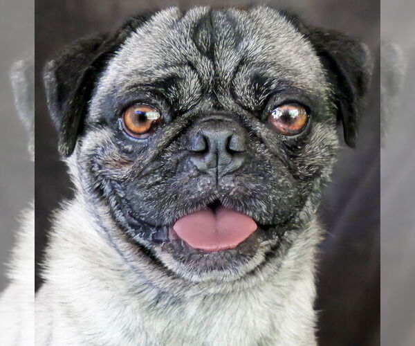 Medium Photo #2 Pug Puppy For Sale in Albuquerque, NM, USA