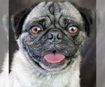 Small #1 Pug